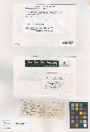 Meliola parathesicola image