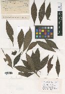 Meliola parathesicola image