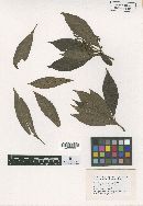 Meliola parathesicola image