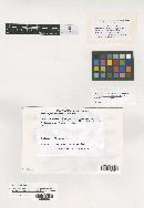 Meliola parathesicola image