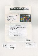 Meliola parathesicola image