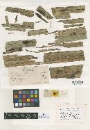 Meliola mauritiae image