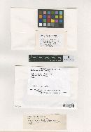 Meliola mauritiae image