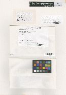 Meliola mauritiae image