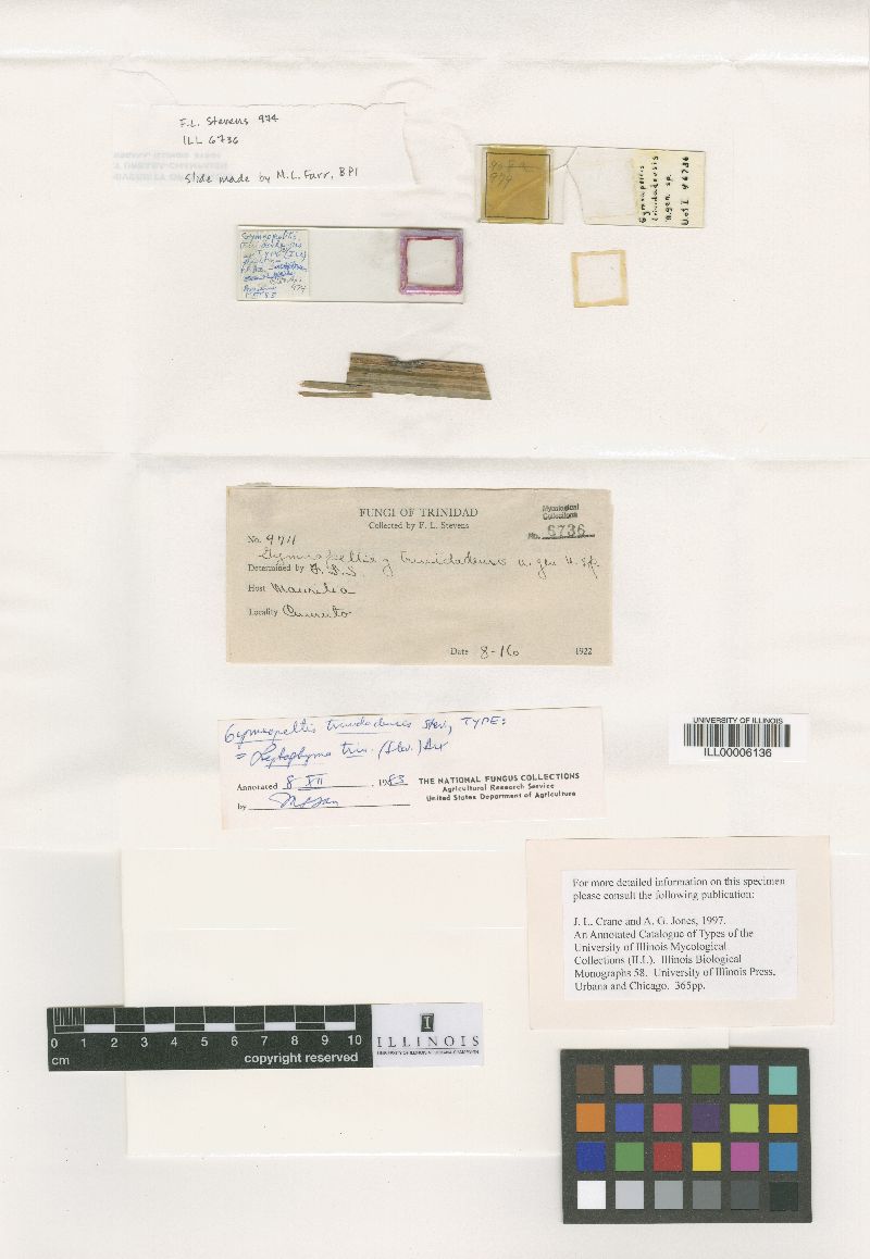 Cercospora trinidadensis image