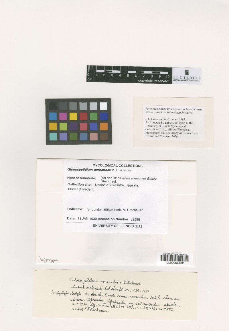 Gloeocystidium sernanderi image