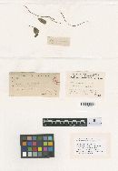 Media resource of Fumiglobus citrinus