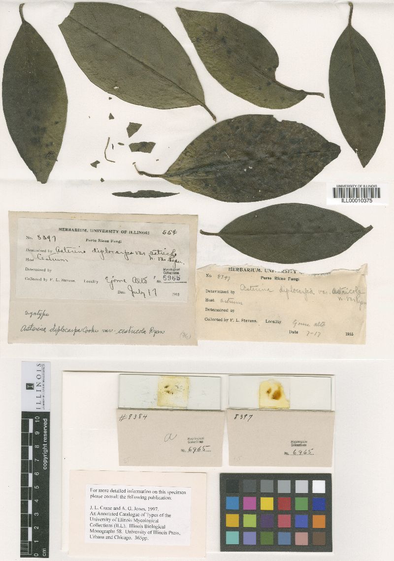 Asterina diplocarpa image