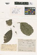Asterina diplocarpa image