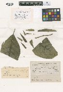Asterina diplocarpa image