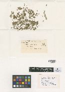 Uropyxis holwayi image