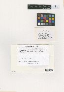 Glomerella cingulata image