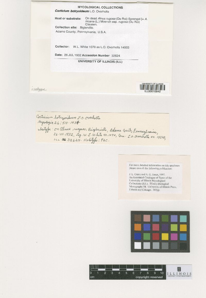 Botryobasidium pruinatum image