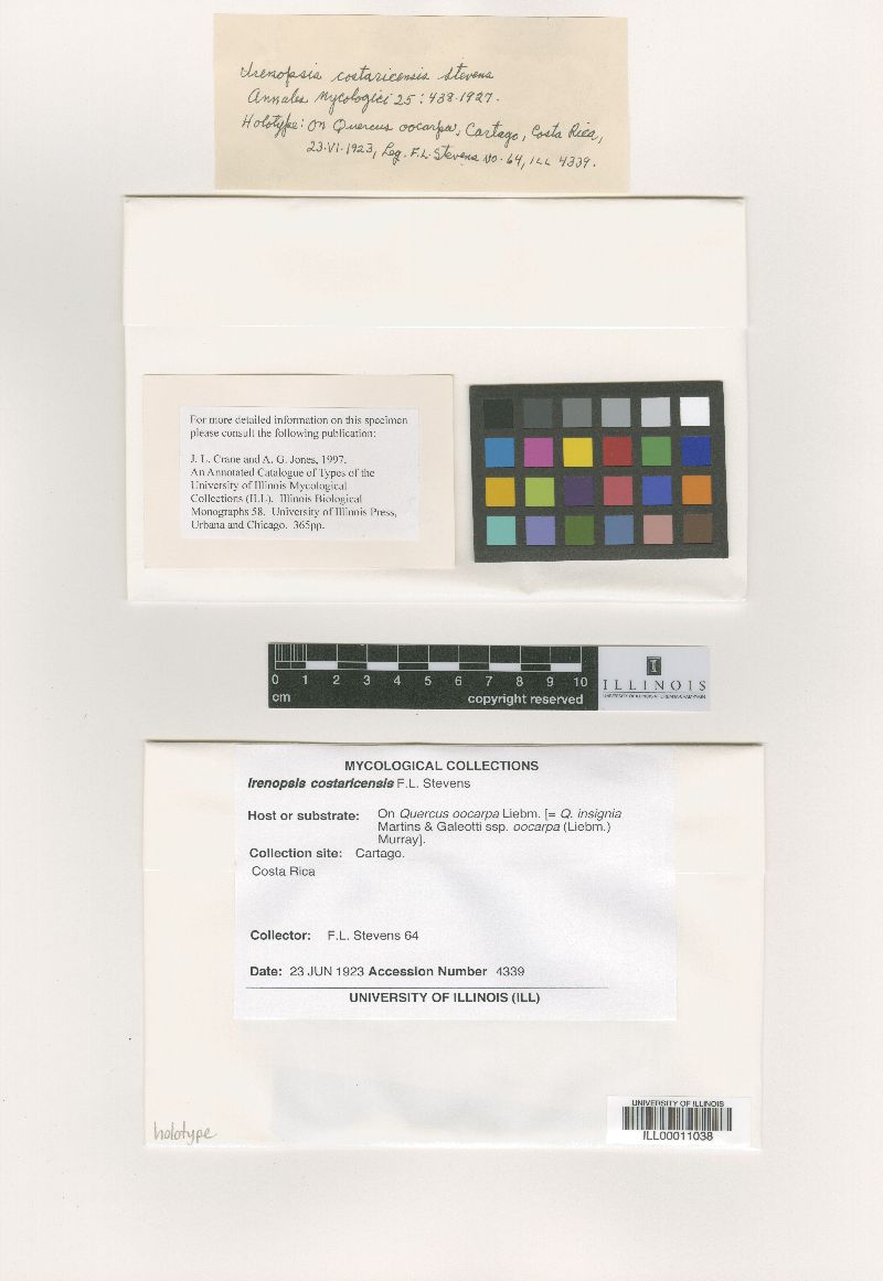 Irenopsis costaricensis image