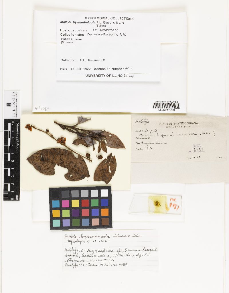 Meliola byrsonimicola image