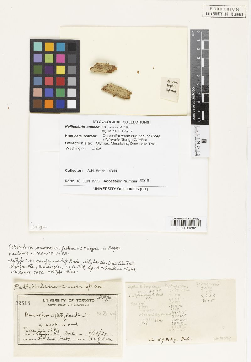 Botryobasidium ansosum image