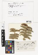 Thumbnail image of current specimen