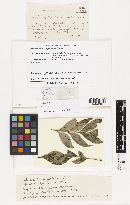 Ptychopeltis roupalae image