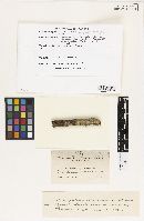 Rosellinia aquila image