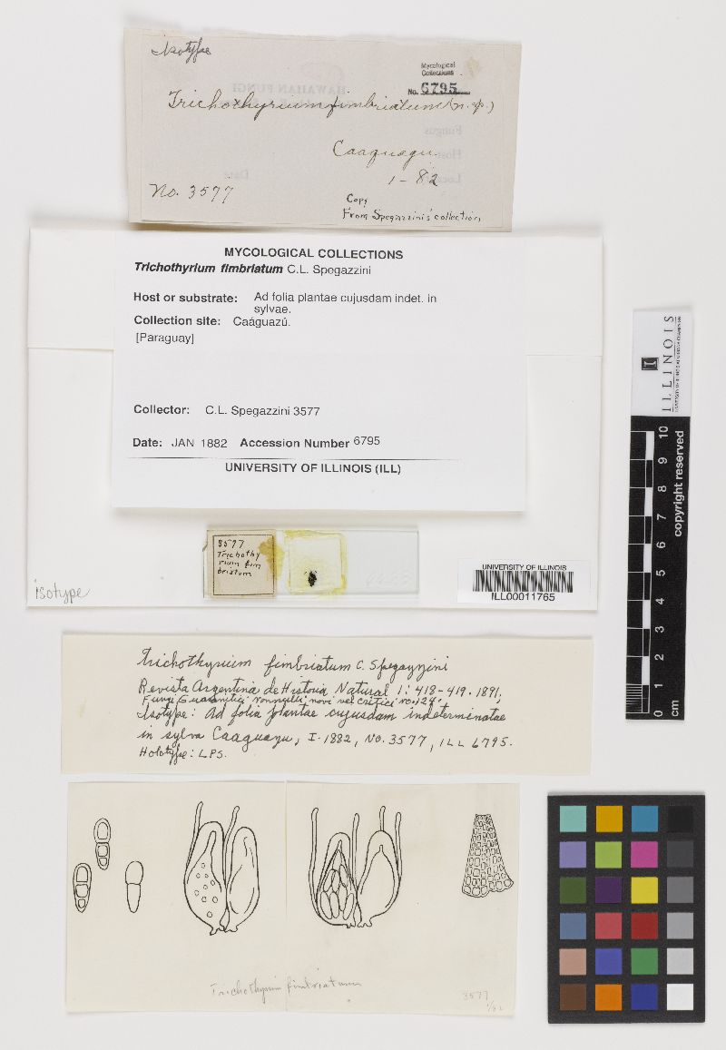 Trichothecium fusarioides image