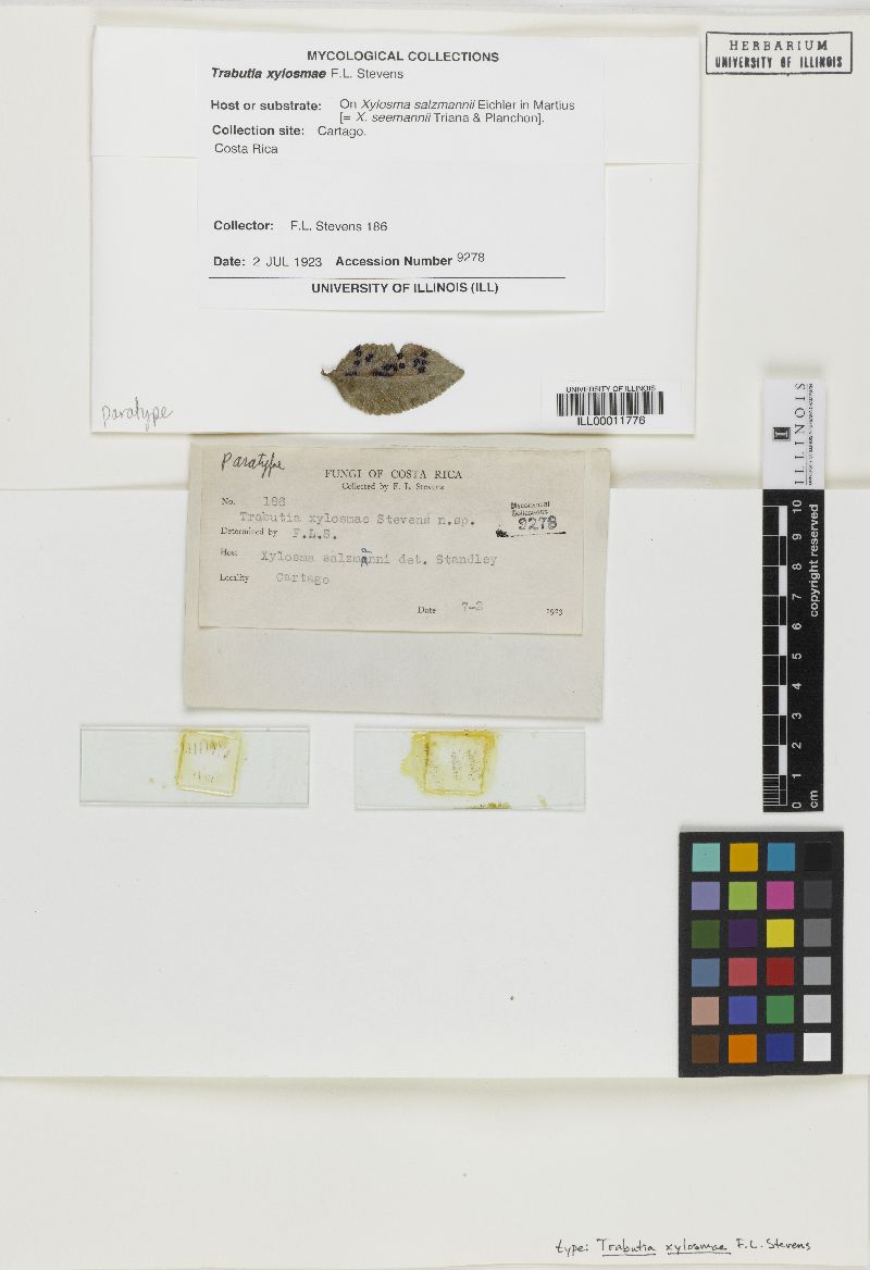 Trabutia xylosmae image