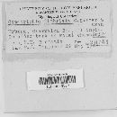 Comatricha fimbriata image