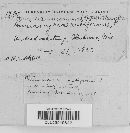 Thumbnail image of current specimen