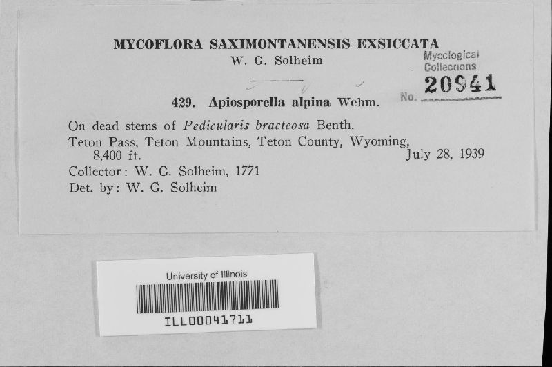 Apiosporella alpina image