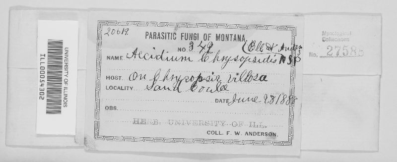 Aecidium chrysopsidis image