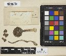 Thumbnail image of current specimen