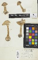 Media resource of Amanita mappa