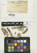 Antrodia albida image