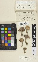 Cantharellus minor image