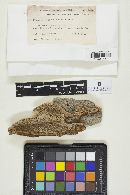 Coriolopsis gallica image