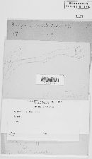 Media resource of Galzinia occidentalis