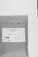 Lycoperdon separans image