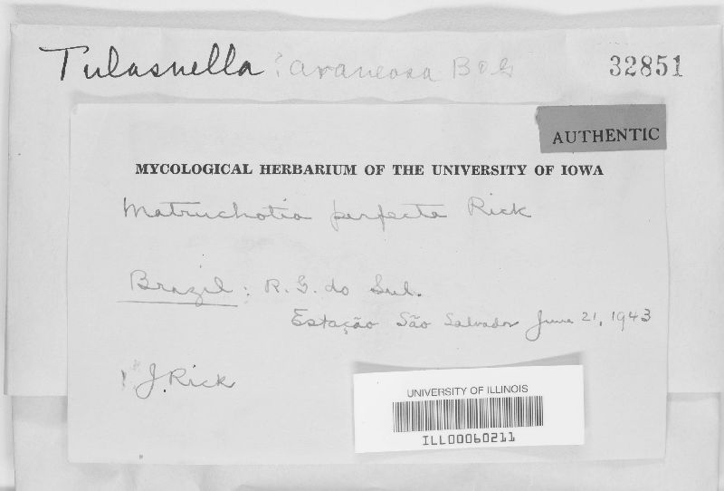 Matruchotia perfecta image