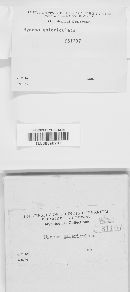 Mycena galericulata image