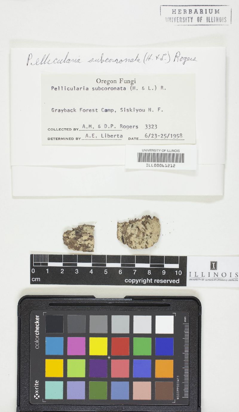 Botryobasidium subcoronatum image