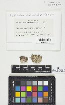 Botryobasidium subcoronatum image