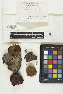 Botryobasidium subcoronatum image