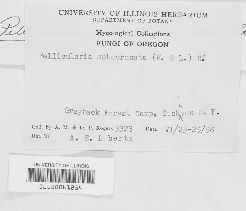 Botryobasidium subcoronatum image