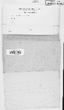 Thumbnail image of current specimen