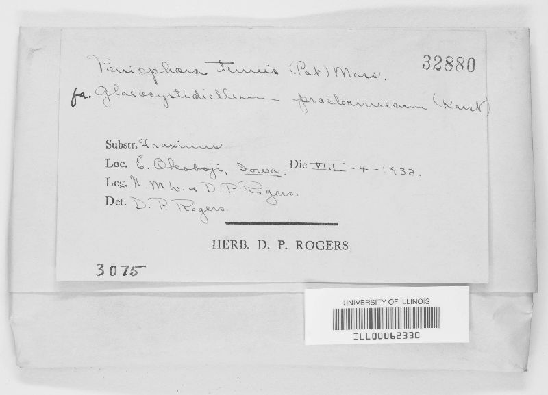 Hyphoderma tenue image