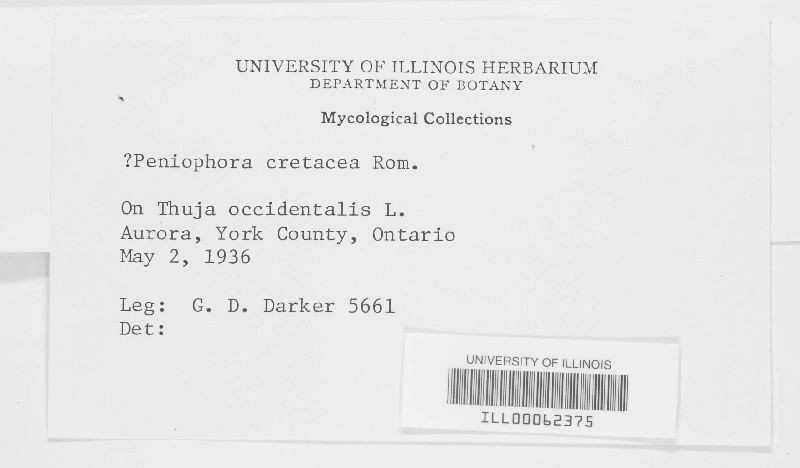 Cabalodontia cretacea image