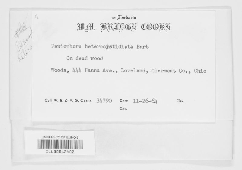 Mutatoderma heterocystidiatum image