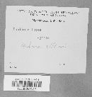 Media resource of Pholiota lutea