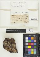 Inonotus hispidus image