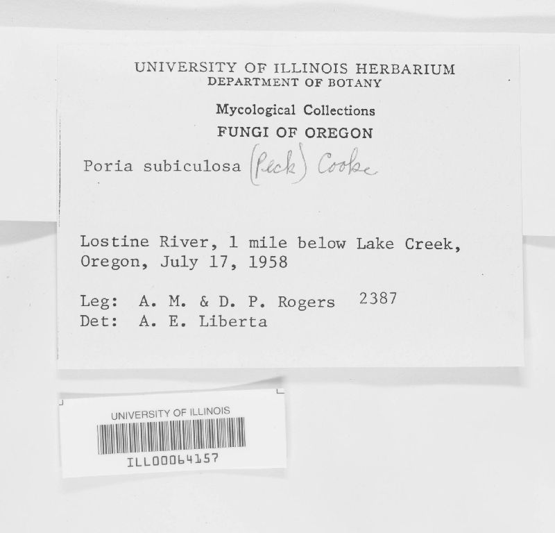 Inonotopsis subiculosa image