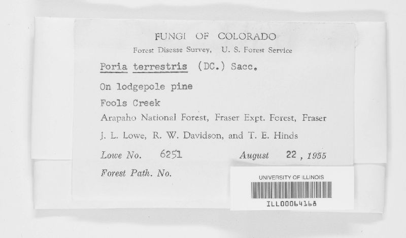 Byssoporia terrestris image